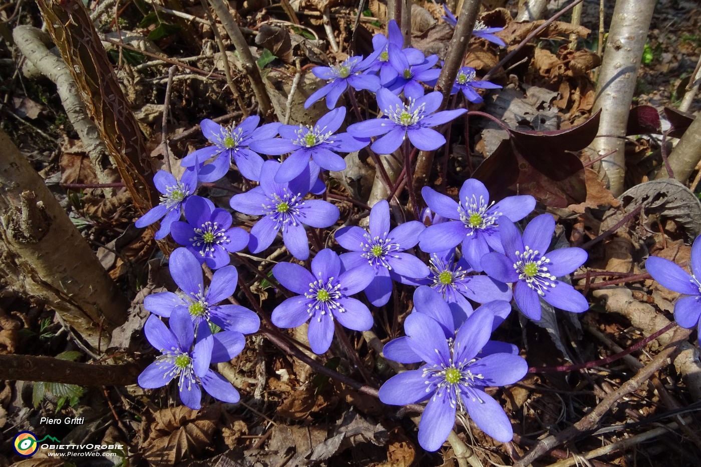 91 Hepatica nobilis viola.JPG